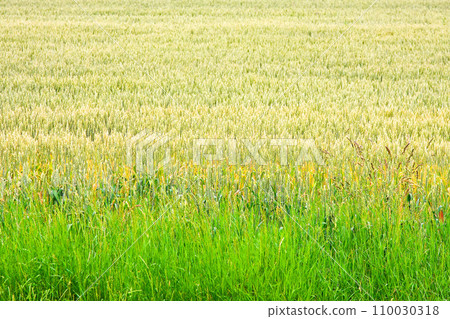 Wheat crops 110030318