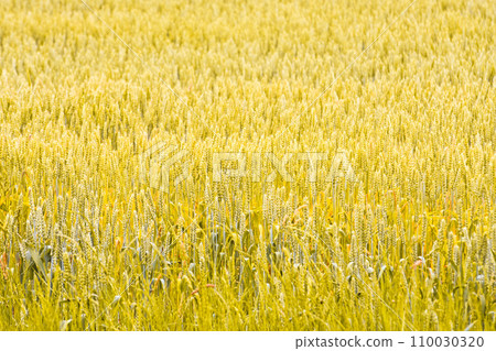 Wheat 110030320