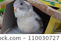 budgie chick 1 110030727