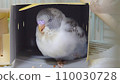 budgie chick 2 110030728