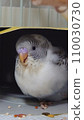budgie chick 3 110030730