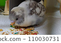 budgie chick 4 110030731