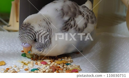 budgie chick 4 110030731