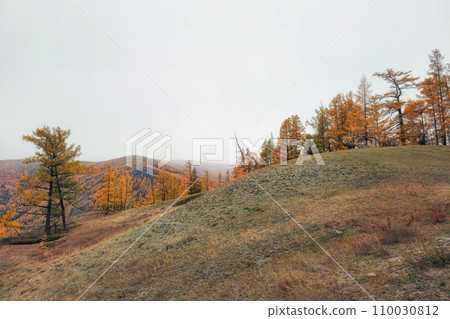 Golden September in the foggy mountains. Yellow larch season is the best with beautiful views. Natural scenery of autumn mountain forest. Siberia. Golden September in the foggy mountains. Yellow larch season is the best with beautiful views. Natural scenery of autumn mountain forest. Siberia. 110030812