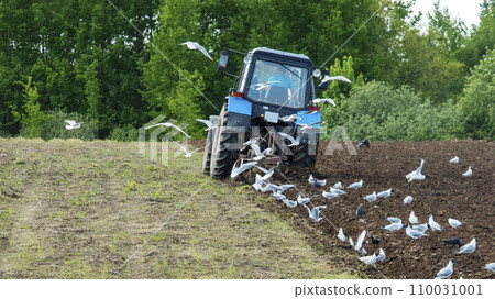 seagulls fly over a blue tractor that plows the land for sowing crops seagulls fly over a blue tractor that plows the land for sowing crops 110031001