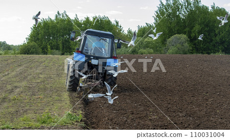 seagulls fly over a blue tractor that plows the land for sowing crops 110031004