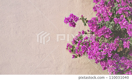 Pink bougainvillea flowers cascade down beige wall. Spring splash of color 110031040