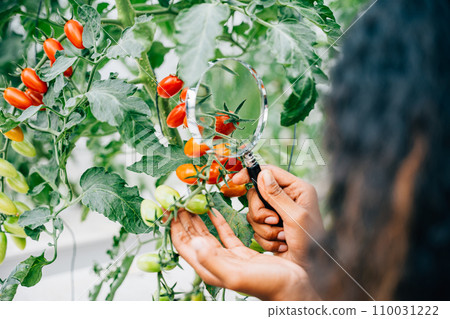 Young woman farmer inspects tomato quality in a greenhouse using a magnifying glass. Her expertise focus and dedication to farming research demonstrate intelligence and scientific discovery. 110031222