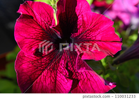 stunning huge deep burgundy petunia flowers growth outdoor. close up stunning huge deep burgundy petunia flowers growth outdoor. close up 110031233