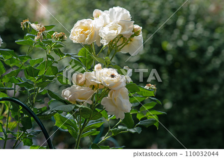 beautiful  aromatic ivory  roses with soft yellow core blooming in garden  at sunny morning. close up 110032044