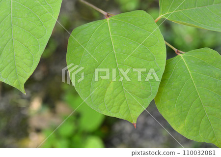 Japanese knotweed 110032081