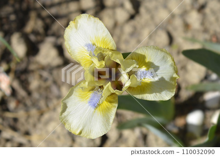 Standard Dwarf Bearded Iris Dixie Pixie Standard Dwarf Bearded Iris Dixie Pixie 110032090