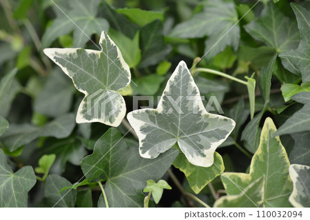 Variegated English Ivy 110032094