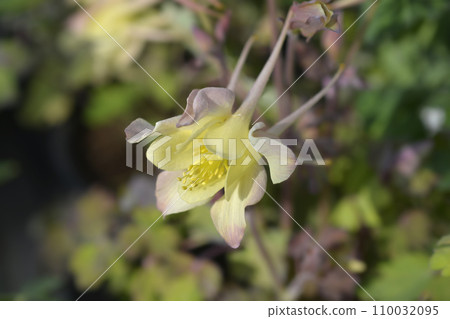 Common columbine Common columbine 110032095