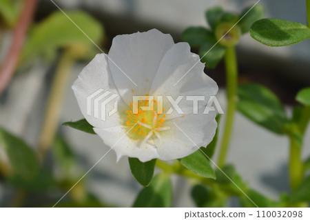 Moss-rose purslane 110032098