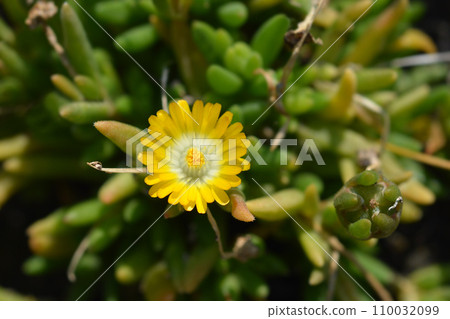 Yellow Hardy Ice Plant 110032099