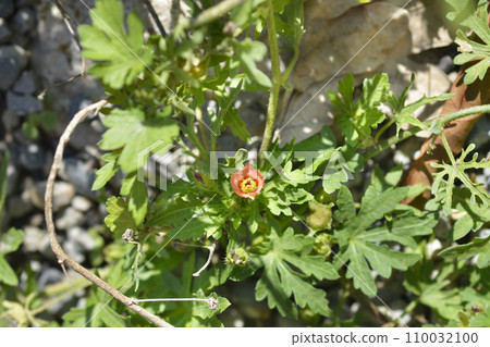 Carolina bristlemallow 110032100