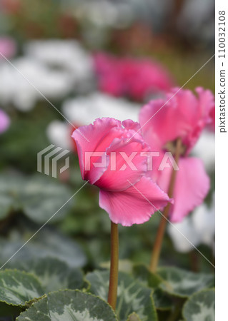 Persian cyclamen Persian cyclamen 110032108