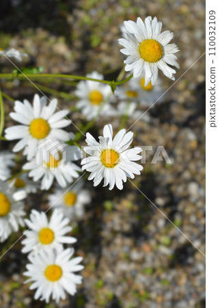 Ox-eye daisy Ox-eye daisy 110032109
