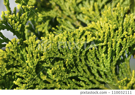 Dwarf Hinoki cypress Dwarf Hinoki cypress 110032111