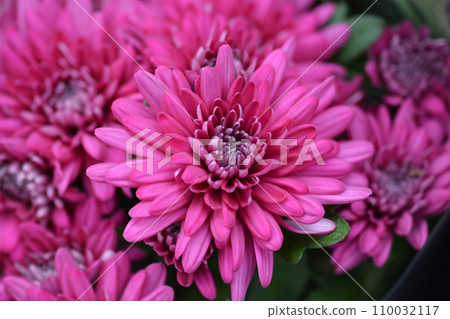 Magenta Chrysanthemum Magenta Chrysanthemum 110032117