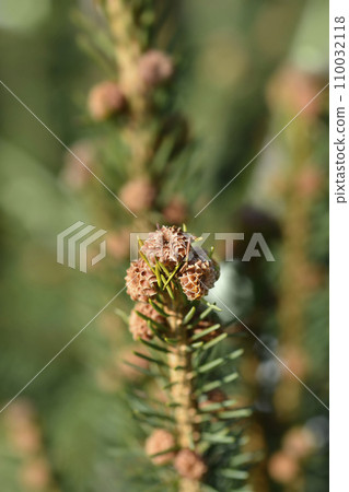 Cupressina Norway spruce Cupressina Norway spruce 110032118