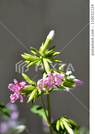 Double pink soapwort Double pink soapwort 110032124