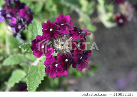 Vervain Aztec Blue Velvet Vervain Aztec Blue Velvet 110032125