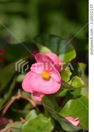 Wax begonia Wax begonia 110032137