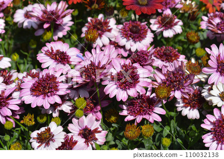 African daisy 3D Berry White African daisy 3D Berry White 110032138
