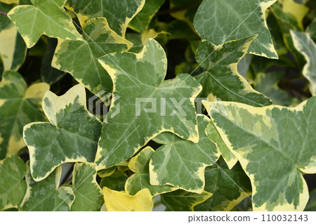 Variegated Common ivy Variegated Common ivy 110032143