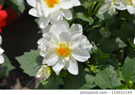 Figaro White Dahlia Figaro White Dahlia 110032144