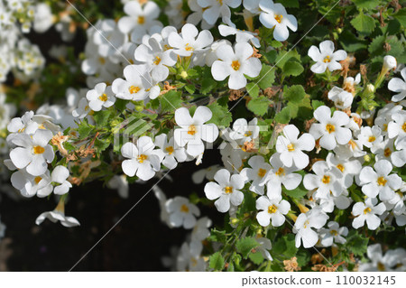 Ornamental bacopa Ornamental bacopa 110032145