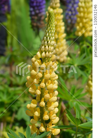 Lupin Russel Yellow Lupin Russel Yellow 110032146