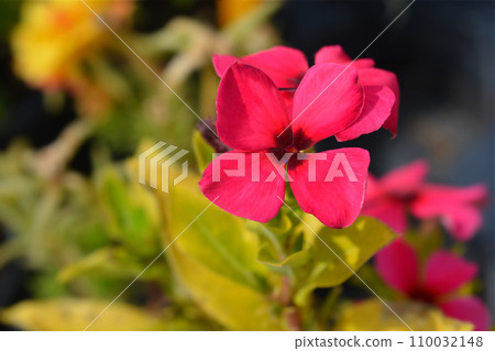 Madagascar rosy periwinkle Madagascar rosy periwinkle 110032148