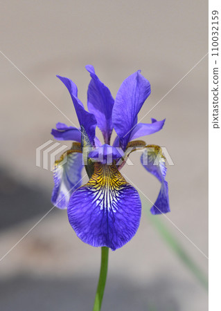 Dwarf iris 110032159