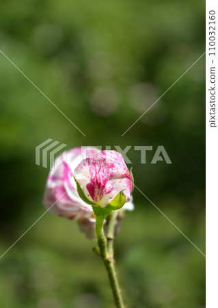 Rose Variegata di Bologna 110032160
