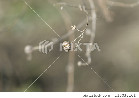 Perennial flax 110032161