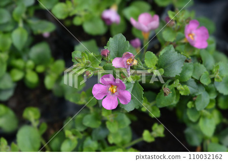Ornamental bacopa Ornamental bacopa 110032162