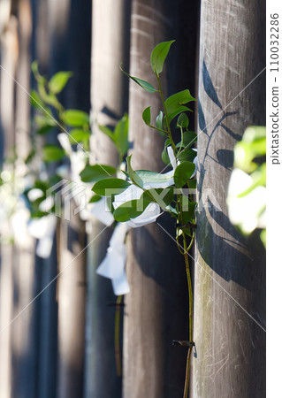 The wooden wall and sakaki that separate the main shrine from the approach 110032286