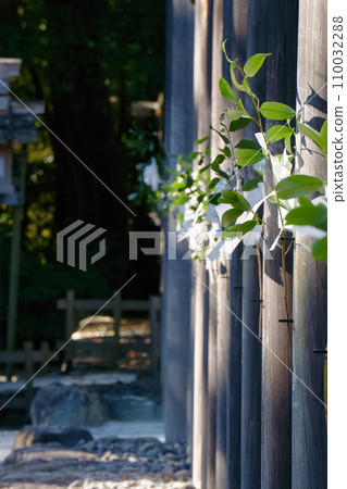 The wooden wall and sakaki that separate the main shrine from the approach 110032288