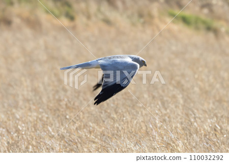 A male gray warbler flies over a winter rice field 110032292