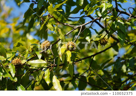 blue sky and acorn tree blue sky and acorn tree 110032375