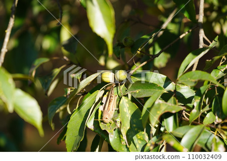 blue sky and acorn tree blue sky and acorn tree 110032409