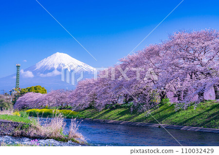 [Spring superb view] Cherry blossoms and Ryuganbuchi of Juni River in Fuji City, Shizuoka Prefecture [Shizuoka Prefecture] 110032429
