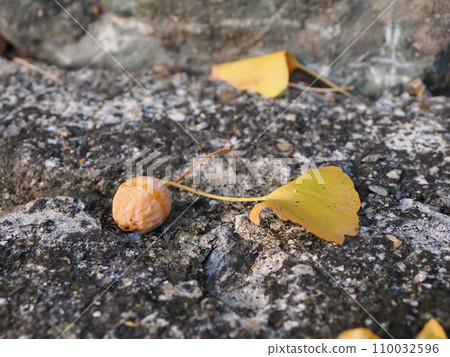 A lot of ginkgo nuts that fell to the ground 110032596