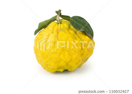 Oni Yuzu - Ripe yuzu on white background 110032927