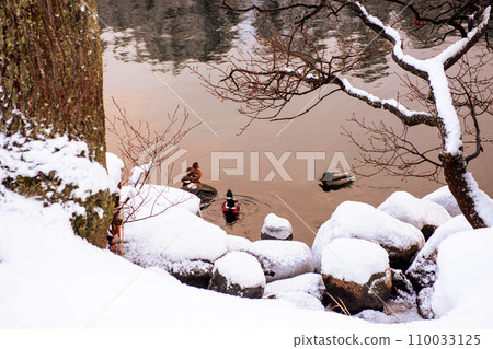 three wild ducks swim in cold lake in winter. three wild ducks swim in cold lake in winter. 110033125