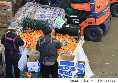 A market worker packing mandarin oranges into bags, work scene at Ota Market 110033133