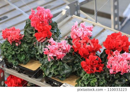 Cyclamen Christmas Flower Garden Cyclamen 110033223